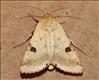 2403 (73.074) Bordered Straw